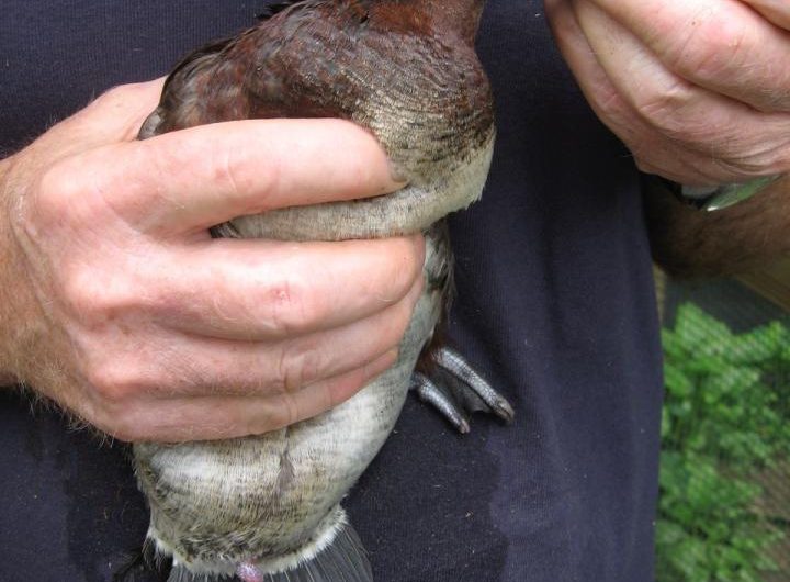 Ducks have a corkscrew shaped, explosive penis to fight a sexual arms race against females, who evolved twisting, labyrinth-like vaginas to block unwanted mating.