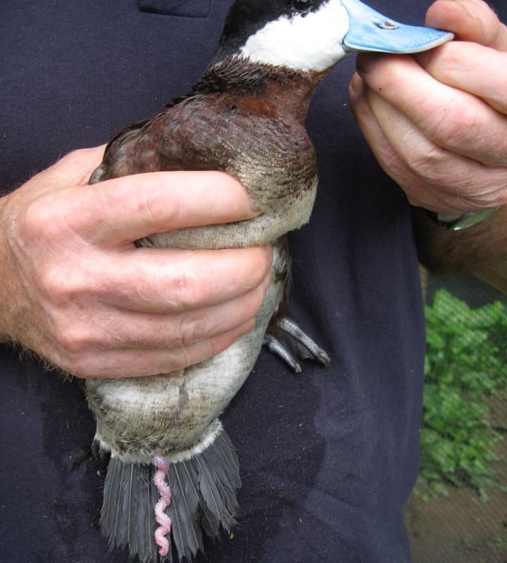 Ducks have a corkscrew shaped, explosive penis to fight a sexual arms race against females, who evolved twisting, labyrinth-like vaginas to block unwanted mating.
