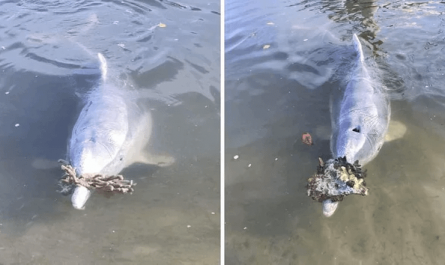 During the Covid-19 pandemic, a group of dolphins missed interacting with humans so much that they began bringing pieces of coral to the shore as gifts, hoping the humans would return.