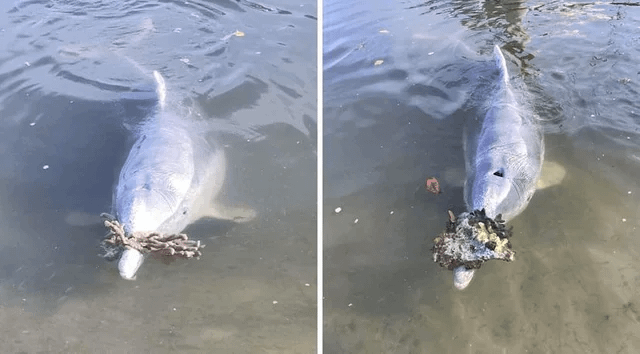 During the Covid-19 pandemic, a group of dolphins missed interacting with humans so much that they began bringing pieces of coral to the shore as gifts, hoping the humans would return.