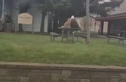 Eagle & red fox chilling together.