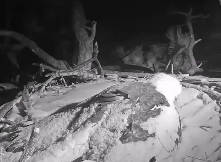 Eagles Bravely Protect Eaglets as Nest Rocked by Snow, Wind