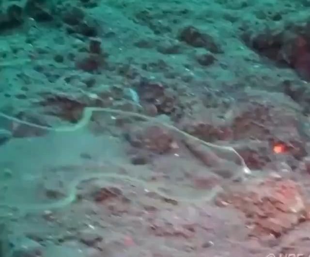 Eel larvae are almost completely transparent