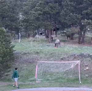 Elk shows off soccer skills to kid
