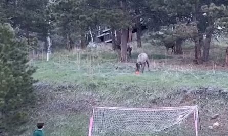 Elk shows off soccer skills to kid