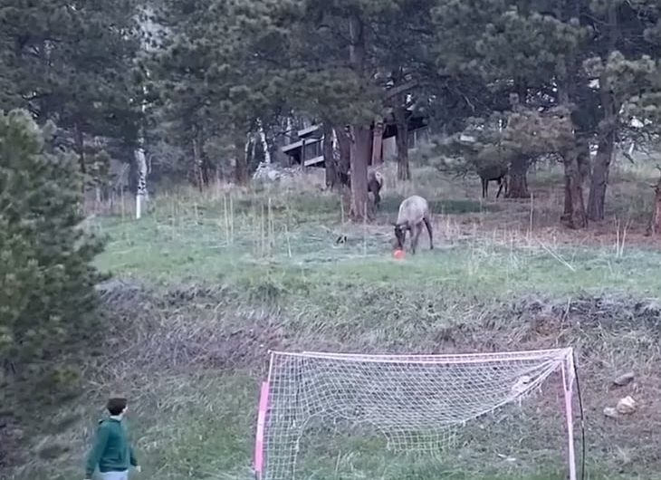 Elk shows off soccer skills to kid