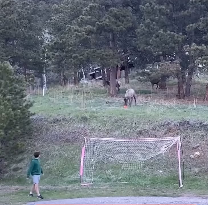 Elk shows off soccer skills to kid