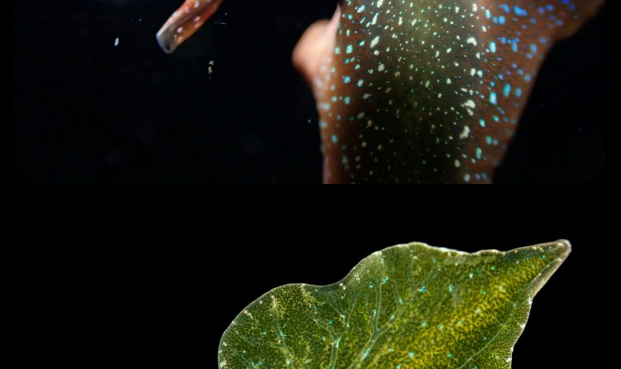 Elysia viridis: this sea slug is able to engage in photosynthesis by “stealing” chloroplasts from algae and then incorporating those cells into its own body, where they continue to photosynthesize, allowing the sea slug to survive without food for months at a time