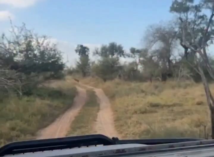 Epic mid-air ambush by a leopard at Kruger National Park , South Africa