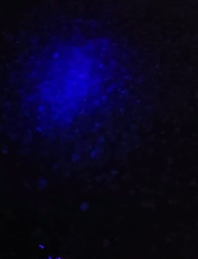 Finding a Yooperlite(sodalite) in Lake Superior