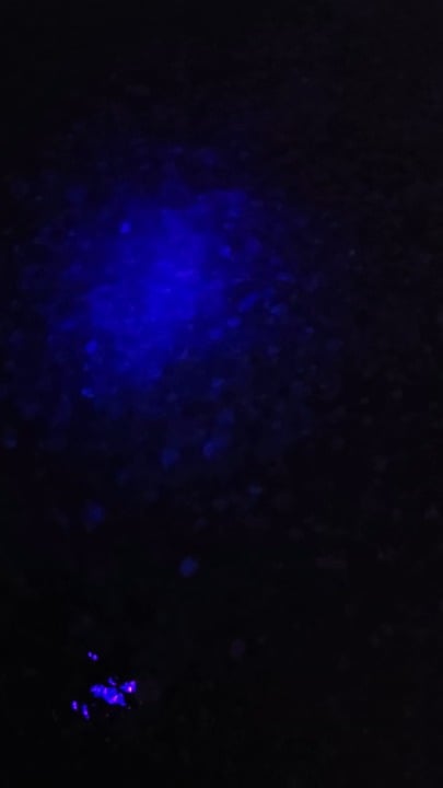 Finding a Yooperlite(sodalite) in Lake Superior