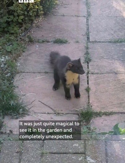 First confirmed sighting of a Pine Marten in a century and it was in a man’s back garden