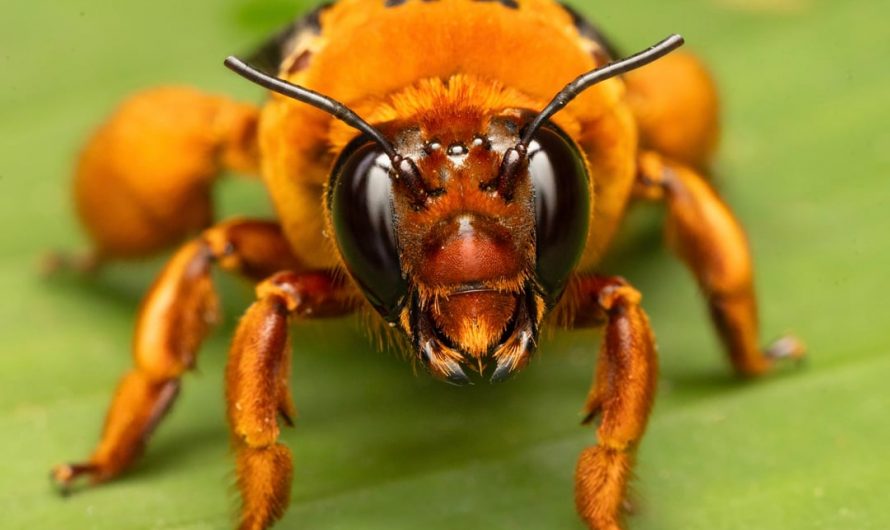 First-ever photograph of a Giant Orange Bee in the Amazon, captured by wildlife photographer Nick Volpe.
