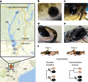 First known Contagious Cancer transmissible among freshwater fish found in a lake that spans the US and Canada.