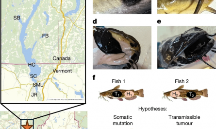 First known Contagious Cancer transmissible among freshwater fish found in a lake that spans the US and Canada.