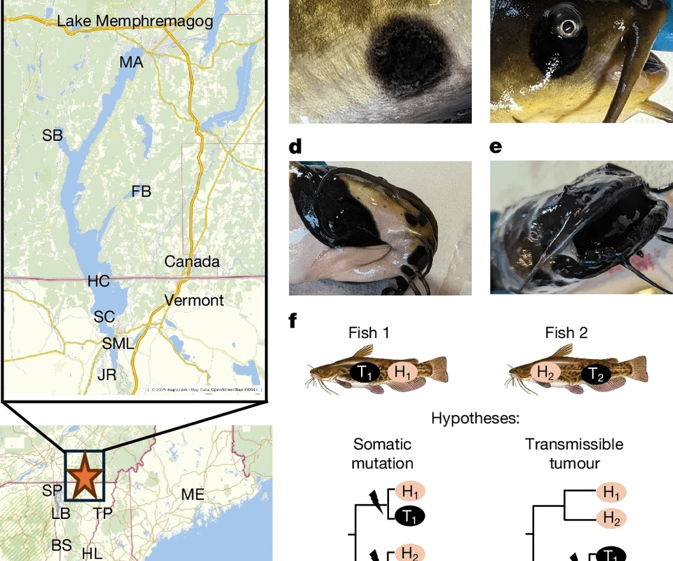 First known Contagious Cancer transmissible among freshwater fish found in a lake that spans the US and Canada.