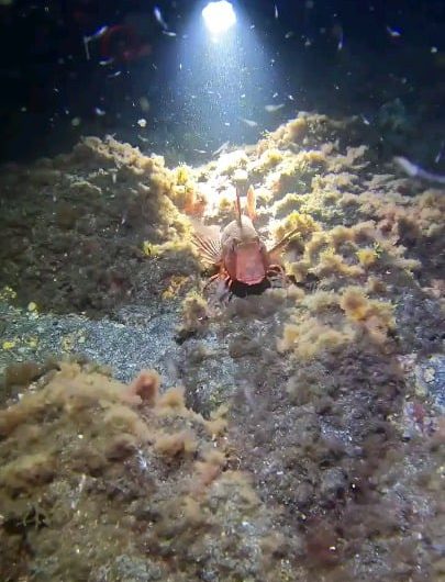Fish that “walk”, The red gurnard (Chelidonichthys cuculus) uses its leg-like fin rays to stride across the seafloor.