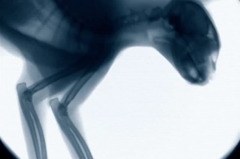 Fluoroscopy performed on a cat
