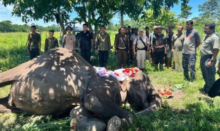 Forest officials hold a funeral for Joymala, a patrol elephant that served for over 3 decades. She earned international recognition in 2004 after a face-off with a stray tiger during a routine forest patrol.