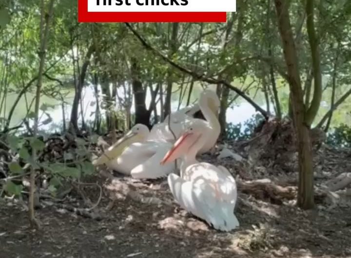 Four pelican chicks have hatched in St James’s Park, marking the first successful pelican births there in more than 360 years.⁣ ⁣