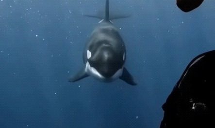 Freediver is met with an Orca