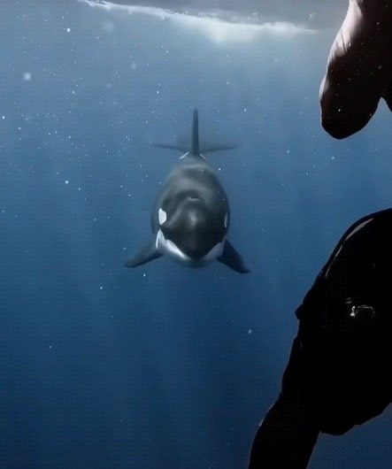 Freediver is met with an Orca