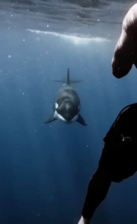 Freediver is met with an Orca