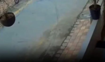 GERMAN SHEPHERD JUMPS FROM ROOF TO RESCUE KIDS FROM STRAY DOG