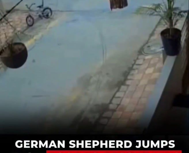 GERMAN SHEPHERD JUMPS FROM ROOF TO RESCUE KIDS FROM STRAY DOG