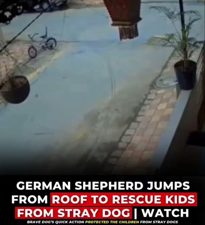 GERMAN SHEPHERD JUMPS FROM ROOF TO RESCUE KIDS FROM STRAY DOG