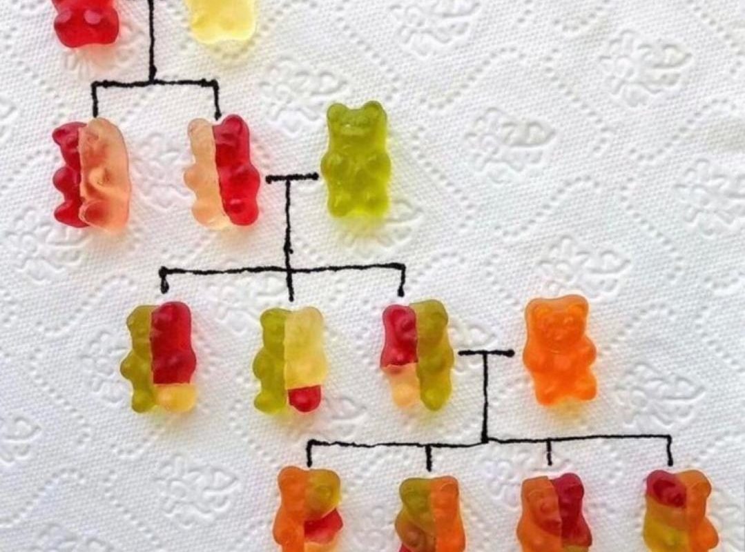 Genetics explained with gummy bears