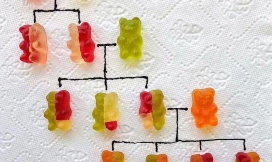 Genetics explained with gummy bears