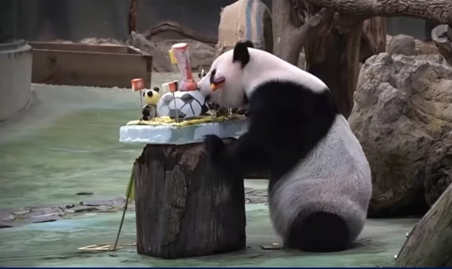 Giant panda Yuanzai celebrated 13th birthday with a World Cup themed birthday cake.