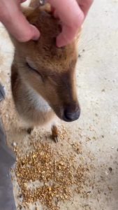 Giving head scratches to a fawn.