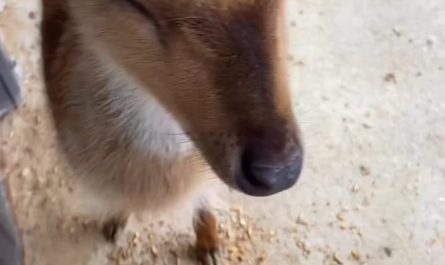 Giving head scratches to a fawn.