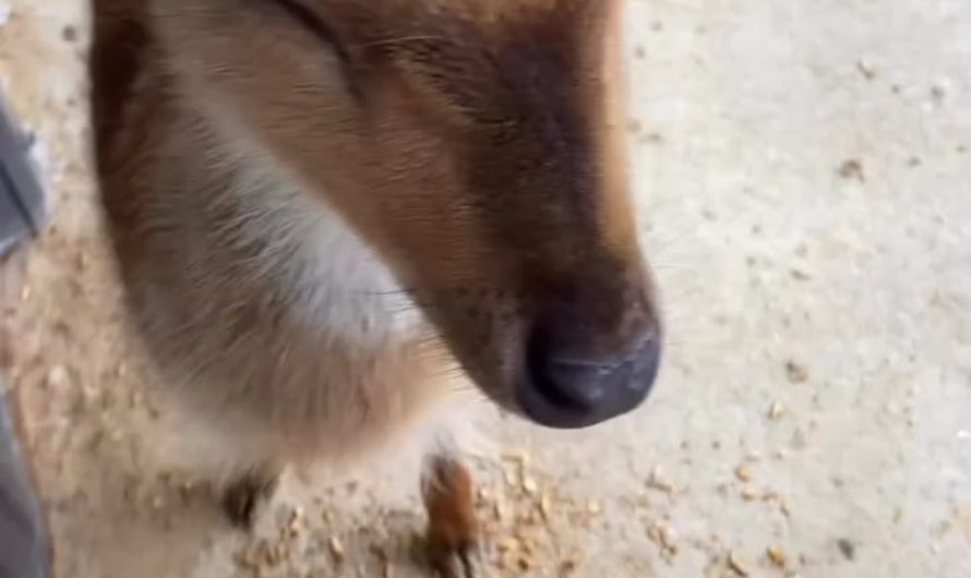 Giving head scratches to a fawn.