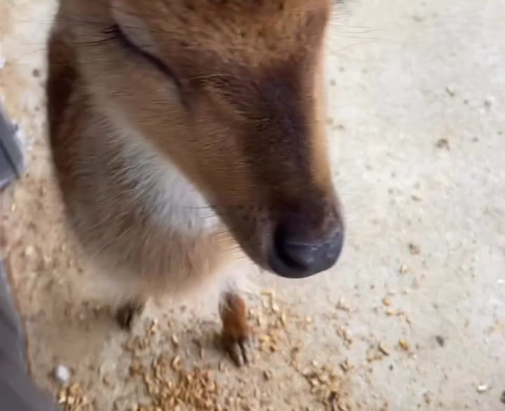 Giving head scratches to a fawn.