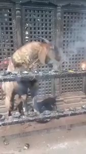 Goat in Nepal inhaling and exhaling incense smoke to clear out nasal parasites