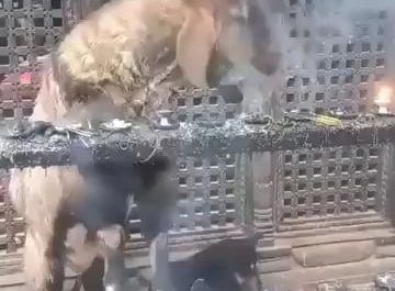 Goat in Nepal inhaling and exhaling incense smoke to clear out nasal parasites