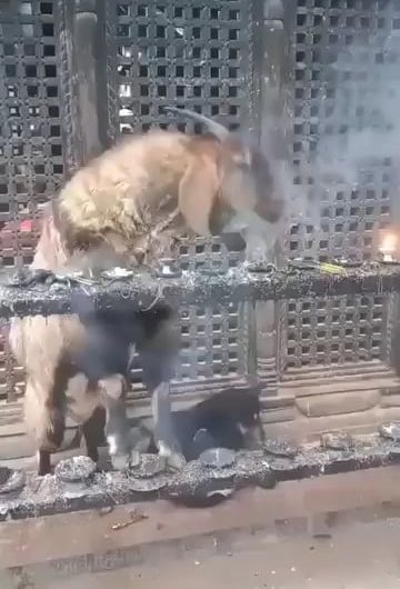 Goat in Nepal inhaling and exhaling incense smoke to clear out nasal parasites