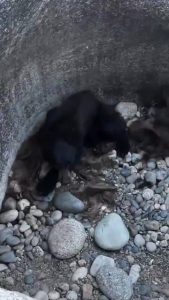 Group of hikers in California discovered and rescued a young black bear that was believed to have been stuck in the hole for several days.