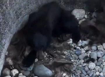 Group of hikers in California discovered and rescued a young black bear that was believed to have been stuck in the hole for several days.