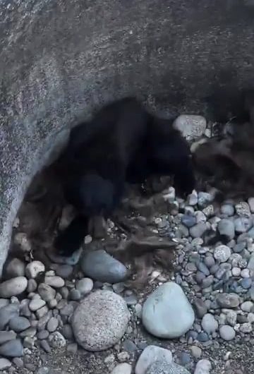 Group of hikers in California discovered and rescued a young black bear that was believed to have been stuck in the hole for several days.