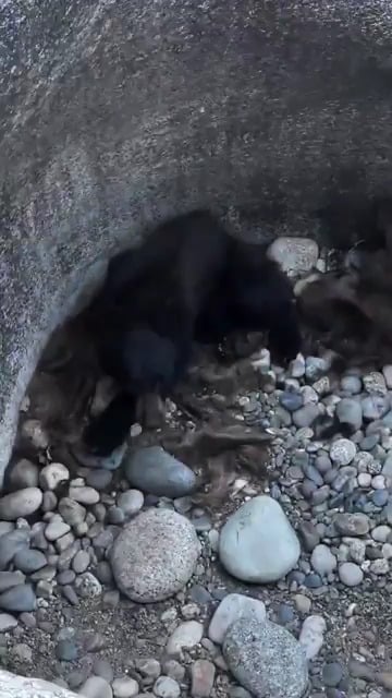 Group of hikers in California discovered and rescued a young black bear that was believed to have been stuck in the hole for several days.