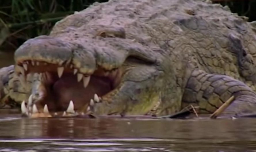 Gustave- The Man Eating Nile crocodile rumored to have killed as many as 200-300 people