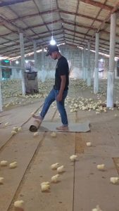 Guy gathers all the chicks with one sound