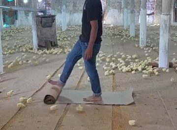 Guy gathers all the chicks with one sound