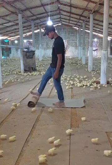 Guy gathers all the chicks with one sound