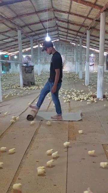 Guy gathers all the chicks with one sound