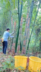 Harvesting and cutting out tender bamboo shoots